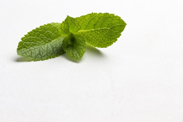Mint Lebanon, Bloating Reduction, Bacteria Killing, Relax muscles